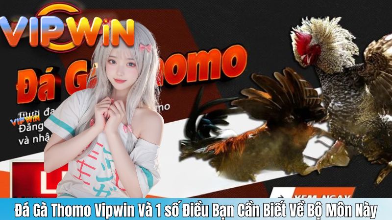 Đá Gà Thomo Vipwin Và 1 số Điều Bạn Cần Biết Về Bộ Môn Này