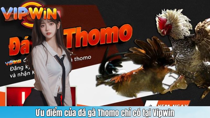 Ưu điểm của đá gà Thomo chỉ có tại Vipwin