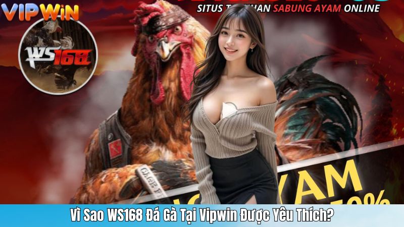 Vì Sao WS168 Đá Gà Tại Vipwin Được Yêu Thích?